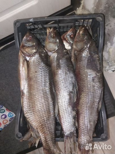 Язь Обский колодкой