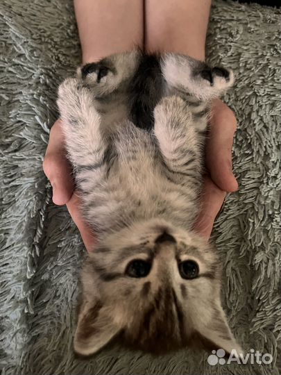 Котята шотландцы