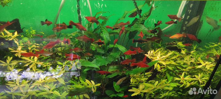 Аквариумные рыбки