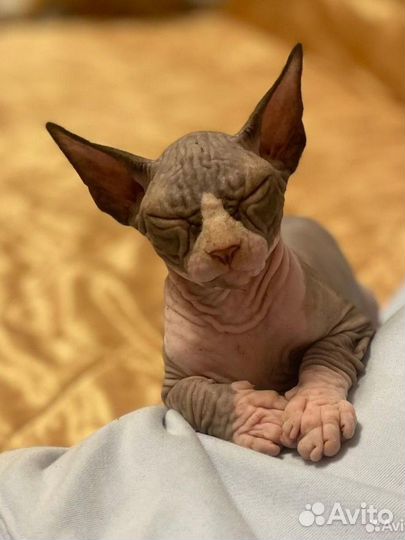 Канадский сфинкс котенок