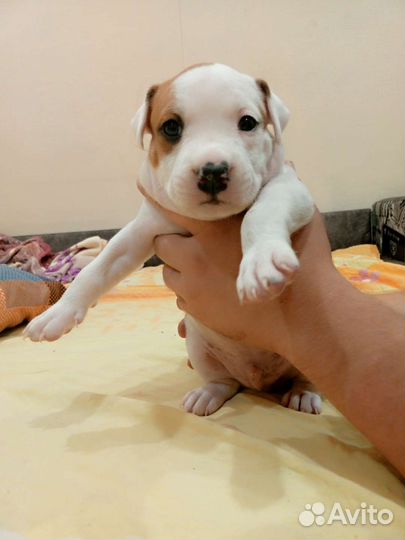 Стаффордширский терьер