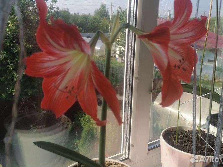 Гиппиаструм