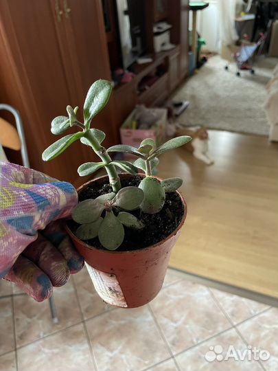 Цветы фикус бенджамина денежное