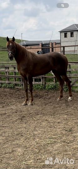 Продается кобыла, арабка