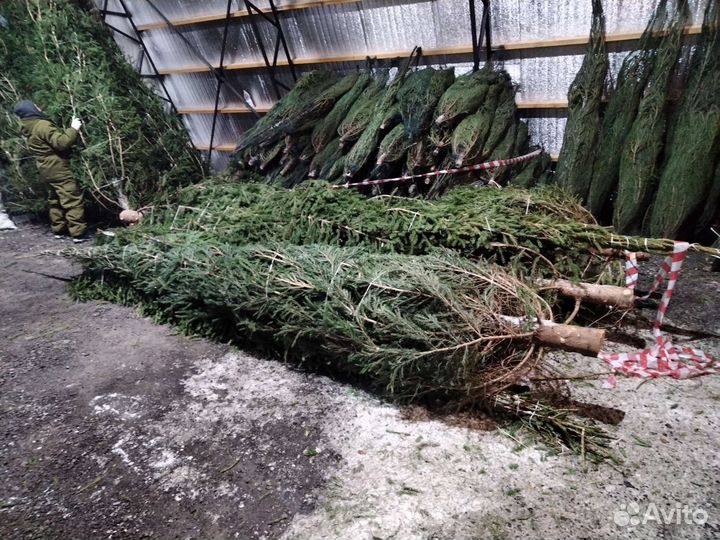 Ель новогодняя высотой до 12 метров