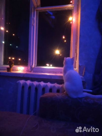 Отдам кошку в добрые руки