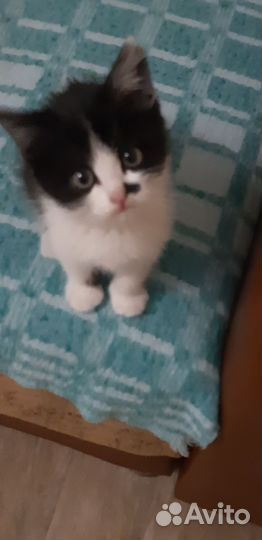 Кошки