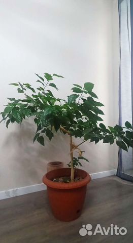 Комнатное растение Китайская роза