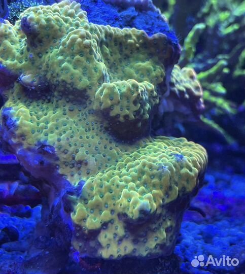 Кораллы для морского аквариума