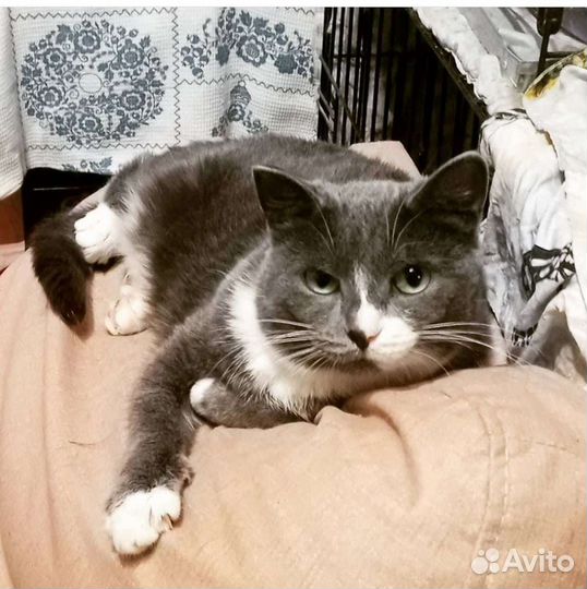 Кошечка Дракоша