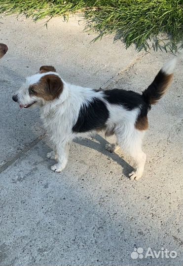 Собака в добрые руки (фокстерьер)