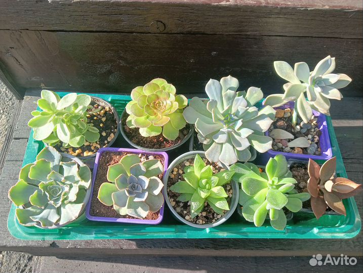 Суккуленты, эониумы