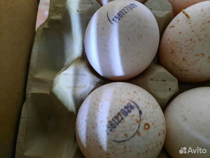 Инкубационное яйцо Индейки и Бройлера Импорт