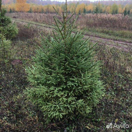 Ёлочка Карельская доставка