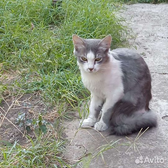Молодой котик ищет дом