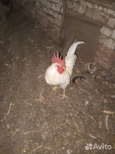 Петухи домашние