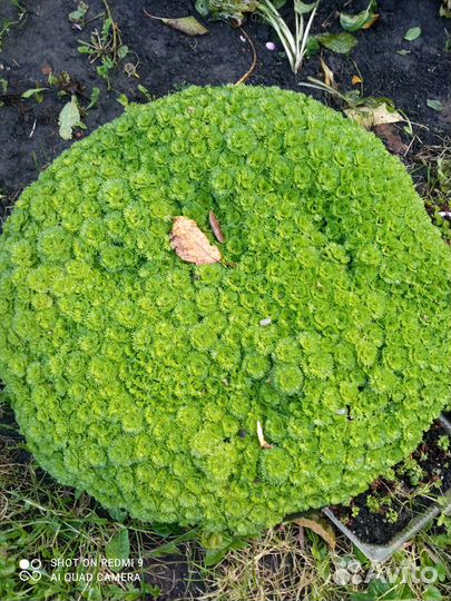 Растения для дома и сада