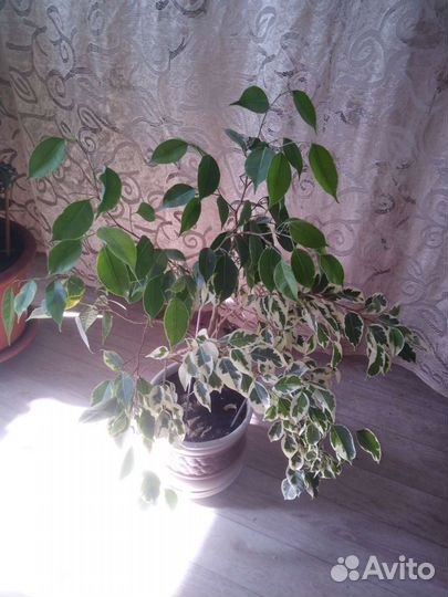 Фикус бенджамина