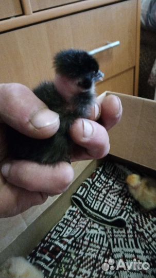 Инкубационное яйцо