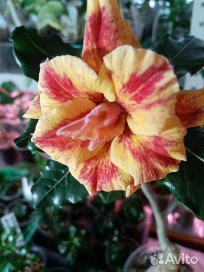 Прививка Персидский кот