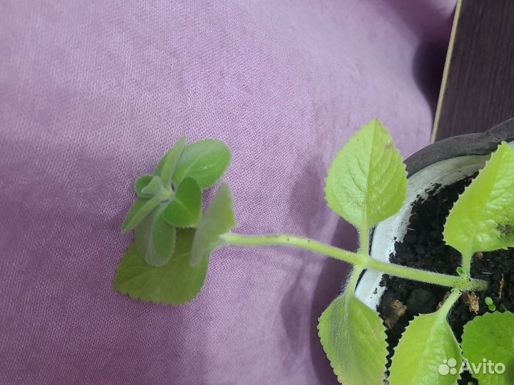 Цветок мята декоративная цветы комнатные