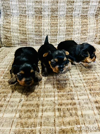 Щенки и собаки