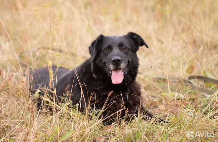 Трогательная собака Проня в дар