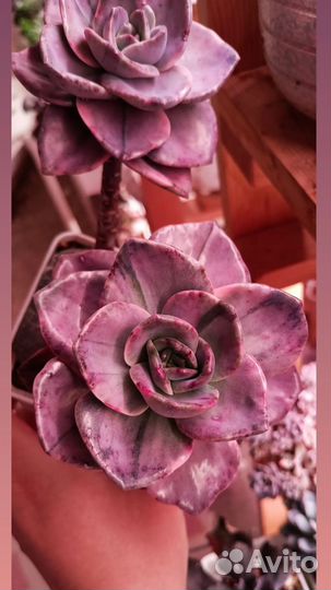 Эхеверии суккуленты вариегатные