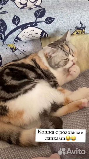 Кошка в добрые руки