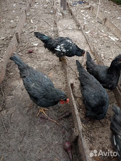 3 петушка, 12 кур