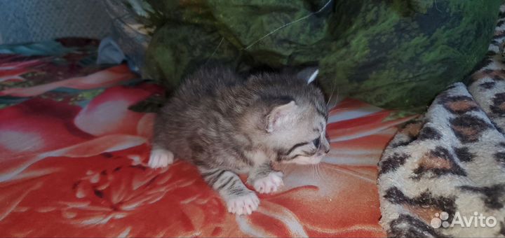 Кошки в добрые руки