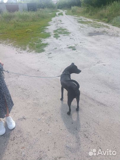 Собака в добрые руки щенок мальчик питбуль