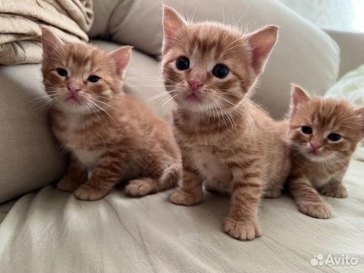 Рыжие котята