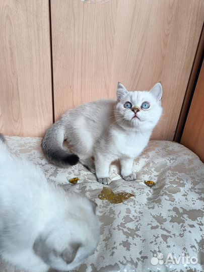 Голубоглазые котята