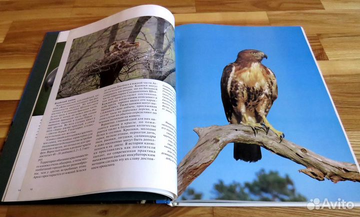 Хищные птицы