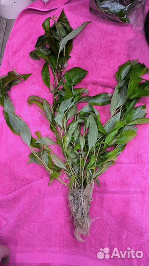 Рыбки, грунт, лимонник