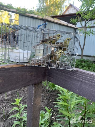 Певчие дикие птицы