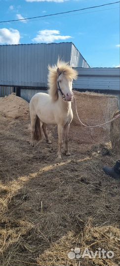 Пони,жеребец