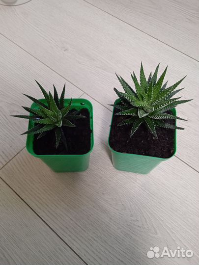 Алоказия Полли, хавортия, крассула перфората