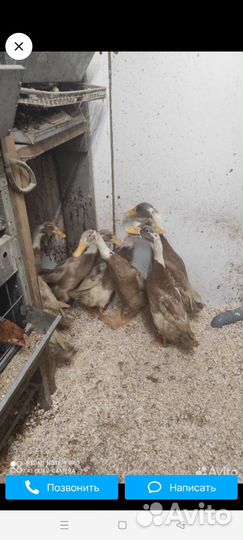 Утята индийский бегунок