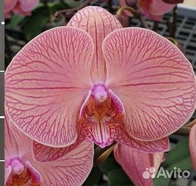 Орхидея фаленопсис Miki heart