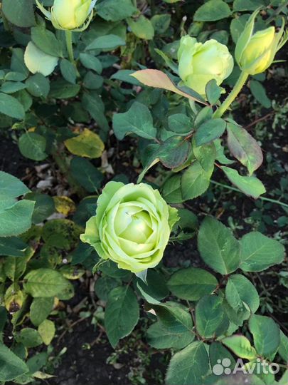 Кусты роз, розы