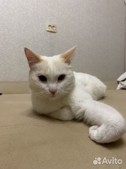 Кошка