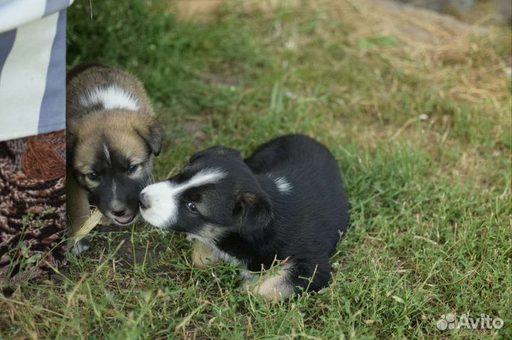 Щенки лайки