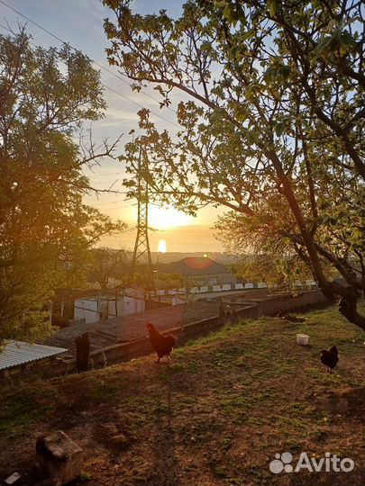 Домашний яйца