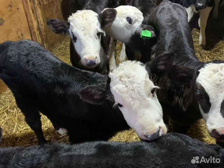 Бычки новый завоз