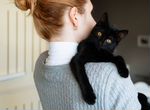 Плюшевые пушистые черные кошки коты в добрые руки
