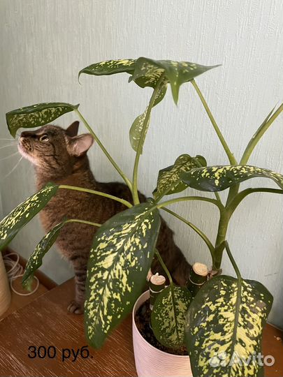 Диффенбахия