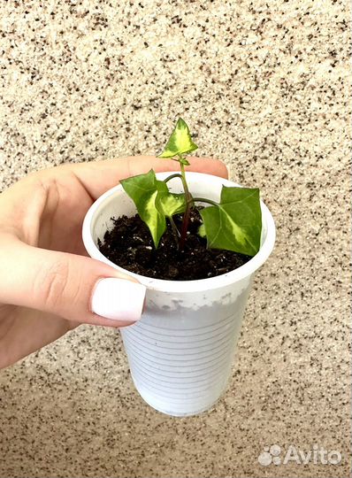 Крестовник крупноязычковый