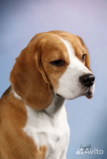 Вязка кобель Бигль